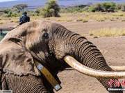 The Elephant with the Largest Ivory Dies; Each Tusk Weighs 45.5 Kilograms