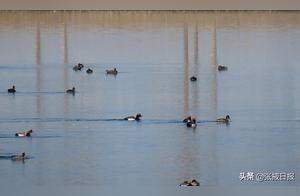 Linze Sand River 4A Scenic Area Welcomes 'Migratory Birds'