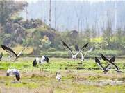 Rare and Endangered Bird Species – Clamp-billed Gull Appears in Luoping