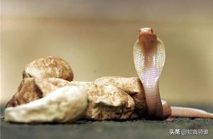 The long, 5-meter white-eyed spectacled cobra appears majestic and elegant, and a bite from it is directly fatal.