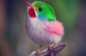 MeituCelestial Birds (5)
