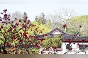 Cloud-like Exploration of Fenyang City Park Scenery: First Stop - Gucha Park