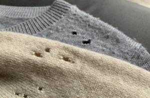 Biology | Which Insects Eat Clothes?