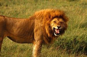 Lion vs. Panda Fight: Who Would Win? After Listening to Experts, Netizens: 'Underestimating Them'