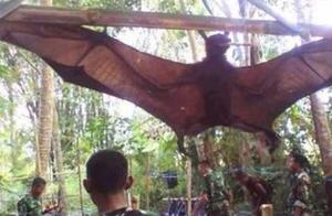 The World's Largest Bat, Innocent Eyes Like a Cloaked Puppy