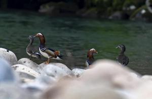 Lin'an Changhua Creek: Hundred Mandarin Ducks 'Test the Water'