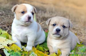 Please Note to All Dog Owners: What is Commonly Called ‘Intestine Turning’ in Dogs is Actually a Contagious Disease
