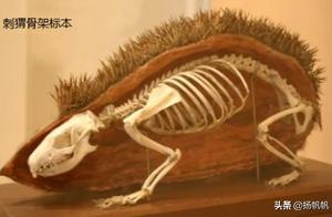The Skeletal Structures of These 4 Animals Are Surprisingly Like This - Giant Pandas Are Ugly and Unexpected, With No Cute Gestures