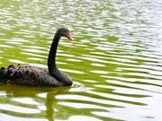 Tianhe | Rare! A Luxurious Black Swan Appears in Tianhe Park