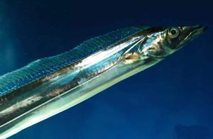 Silver Beltfish