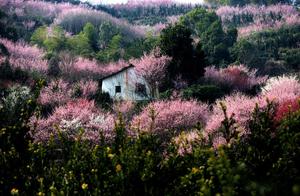 Fragrant Floating Lotus Flowers Bloom Early - Early Spring Check-in Jiangnan Plum Blossom Viewing Spots