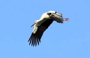 Oriental White Storks Hatching Babies on High-Voltage Towers