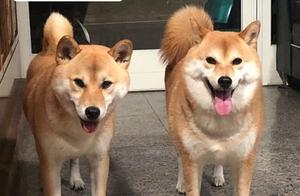 Self-Raising vs. Mom-Raised! Shiba Inu Figure Differences