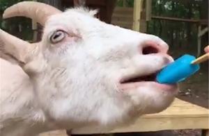 Goat's Obsession with Ice Cream, Owner's Delightful Feeding, and Netizens' Doubt: Ice Cream-Flavored Lamb?