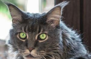 Although they are a bit bigger, they are still small cats that enjoy being petted by their owners.