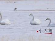Winter's Chill Subsides, Spring Returns and Ten Thousand Creatures Flock to Changhan Lake