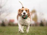 What Should Pet Owners Do If Their Pets Have a Cough During the Pneumonia Period?