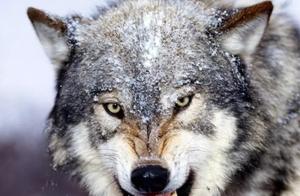 The Three Most Perfect Ancient Carnivores Through Evolving Evolution