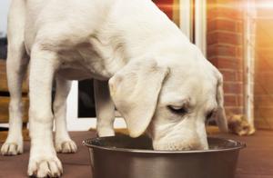 3 Foods That Cause Bloating in Dogs – Eating Too Much Can Be Dangerous and May Lead to Gastric Twist