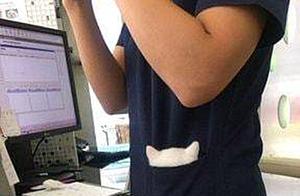 Woman Visits Pet Hospital, Finds Staff Member's Pocket Contains a Kitten