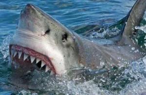 Who is the Animal with the Most Teeth in the World? Sharks are Nothing Compared to It