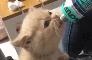 Everything About Cats Eating Nutritional Paste