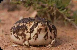 Top 10 Rarest Animals in the World, Seeing Two Wins You