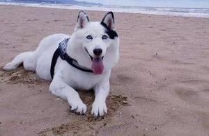 Mixed-Breed Husky with Stunning Looks, But Takes the Route of a Stray Dog – Hilarious!