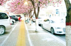 Scattered Cherry Blossoms Dye the Pink Sunset: Strolling Along Ruhe Road's Most Beautiful Cherry Blossom Avenue