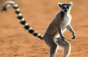 Beautiful Ring-tailed Lemurs