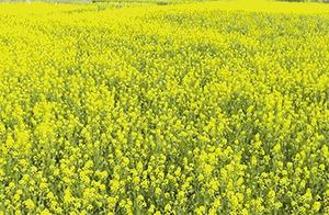 Golden Yellow Scents Fill a Hundred Miles, A Corner of Spring Beauty Enchants Thousand Mountains – Invitation to Enjoy Rape Flowers in Wugong County