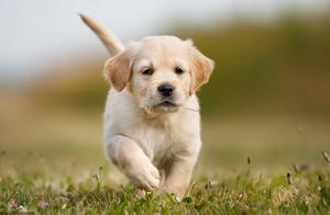 A Comprehensive Guide to Inherited Diseases in Dogs (Part 2)