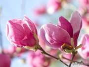 Laughing at the flowers blooming is a peaceful joy; watching the flowers fall is a carefree acceptance.