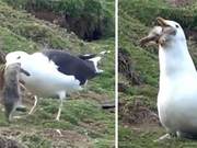 Terrifying Moment! Hungry Gull Devours Whole Rabbit on UK Island