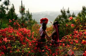 Miaozhi Rhododendrons: A Thousand-Mu Bloom – Visitors Enjoy Springtime