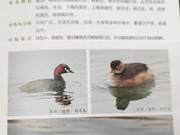 Birds of the Yellow River Delta