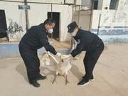 Bayin Gol Border Outpost Police Station Rescues a State-Level Wild Animal, the Greater White-Swan