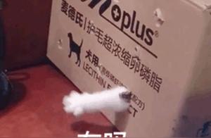 Ready to be overwhelmed with cuteness? No, this adorable 'Cute Paws' cat, old man can't take it anymore!