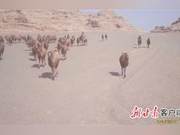 Dunhuang West Lake Nature Reserve: Large Groups of Wild Camels Frequently Spotted; First Footage of Desert Cat