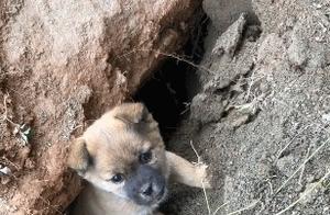An Encounter at the Construction Site: A Man Calls Out to a Small Stray Dog, and the Dog Wags Its Tail to Follow Him!