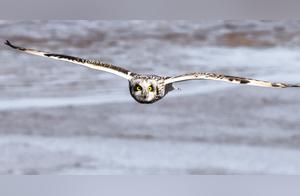 Soaring Short-eared Owls