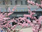 Liu Gong Island Spring Colors