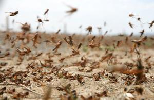 10,000 Chinese Ducks Deployed to Border to Eat Locusts – ‘Duck Army’ Makes UK Media Appearance