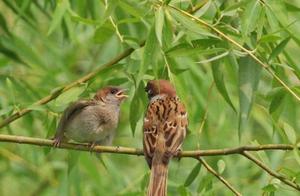 8 Common Birds in Rural Areas, Frequently Caught and Raised, Now National Protected Animals