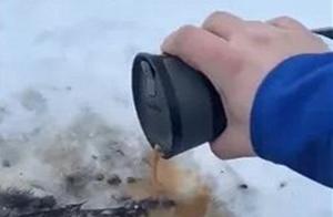 Man Pours Hot Coffee on Stray Cats, Receiving Praised Instead of Criticism