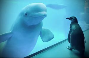 After the Closure of the Aquarium, Penguins from Antarctica and Whales from the Arctic Have Their First Meeting