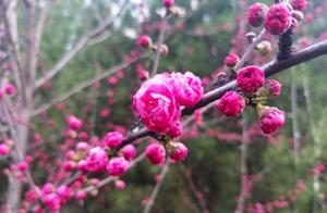 Luoyang: Spring Blossoms, Fragrant Flowers and Peaches in Full Bloom