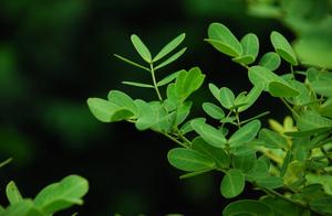 Lending One Piece of Heaven and Earth to All Things, Allowing Them to Reborn – The Thoughts of the Leaves.