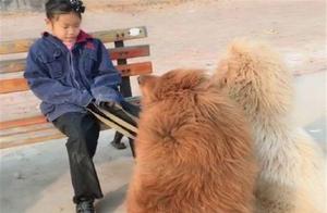 A Girl Was Asleep on a Park Bench, and When She Looked Around at the Three Dogs Beside Her, She Immediately Refrained from Approaching