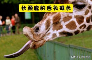 10 Interesting Facts About Giraffes You Didn't Know